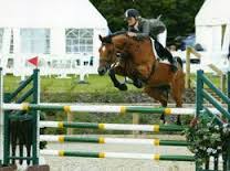 Show Jumping Horse For Sale